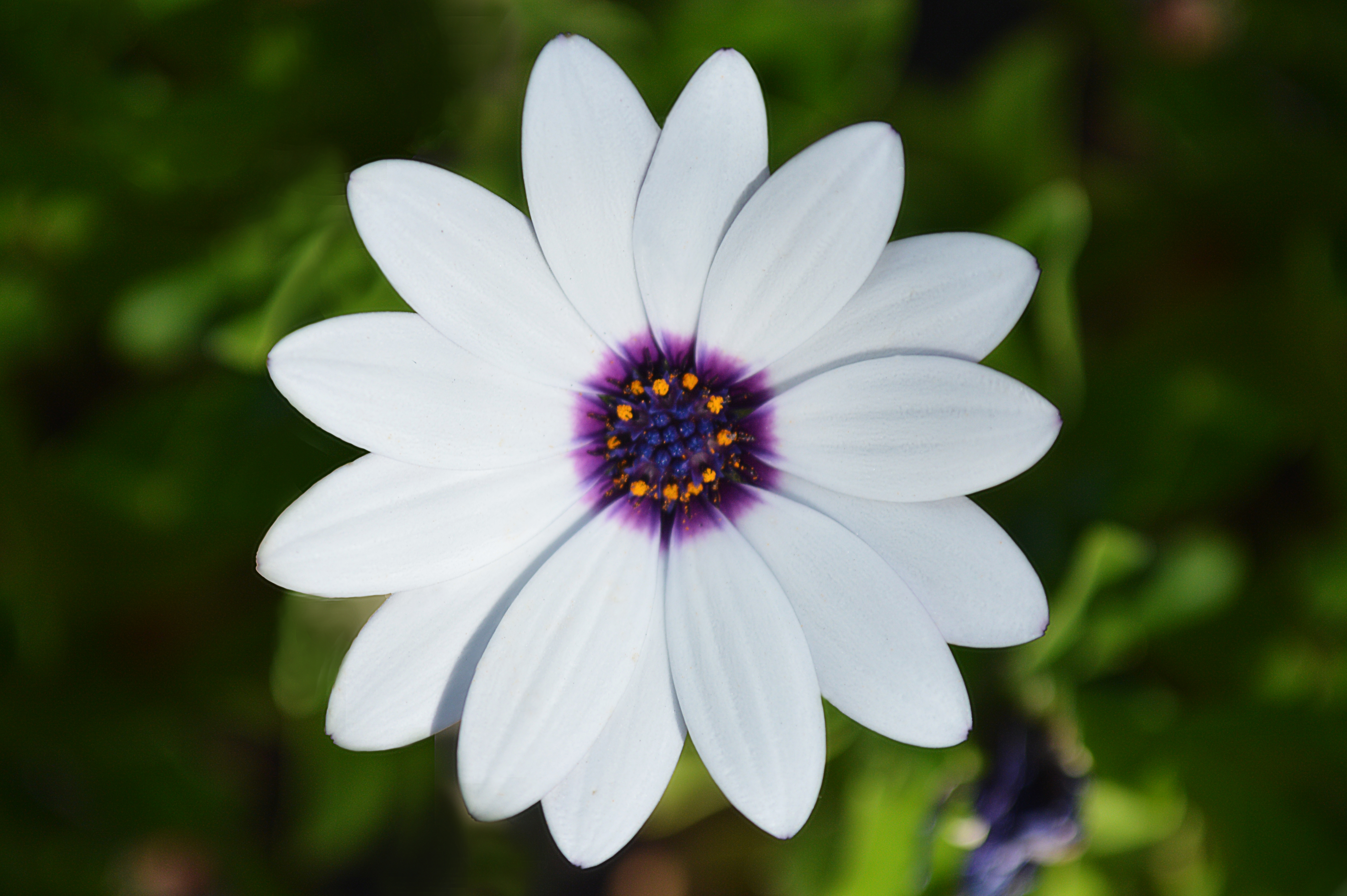 macro of white flower