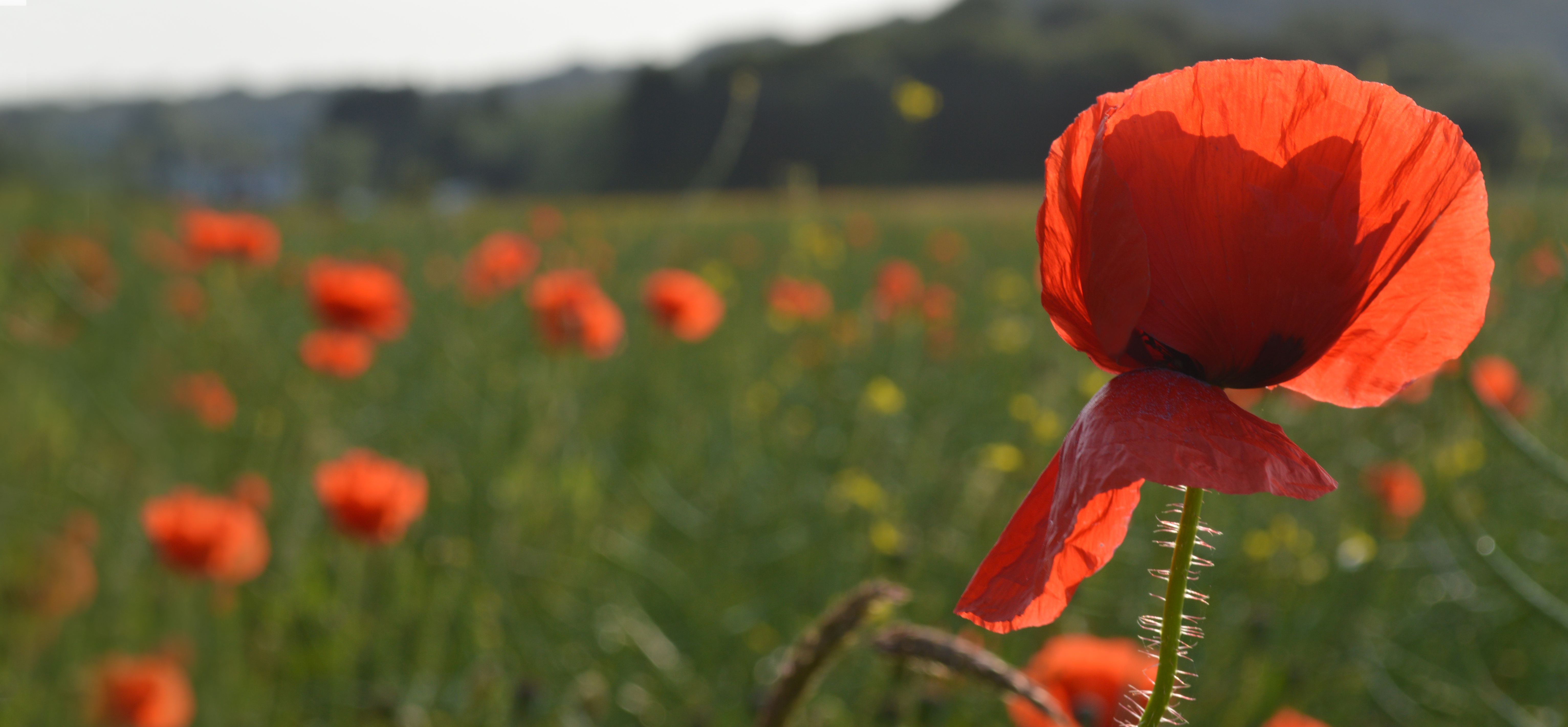 poppies